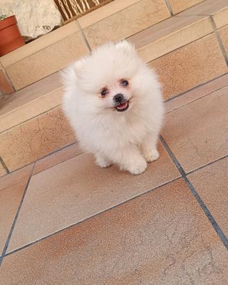Pomerania mini toy