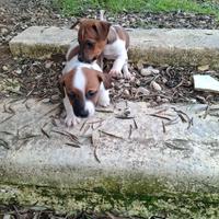 Cuccioli jack russell