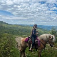 Haflinger da passeggiata e trekkinig