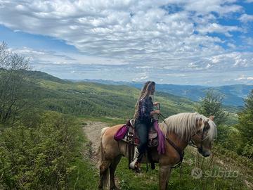 Haflinger da passeggiata e trekkinig