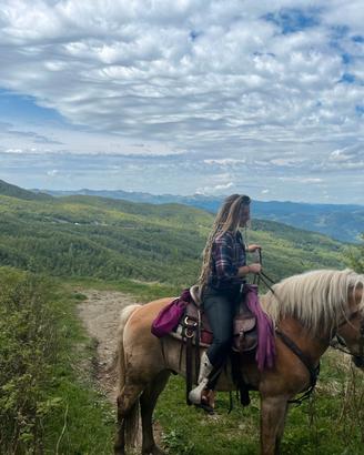 Haflinger da passeggiata e trekkinig