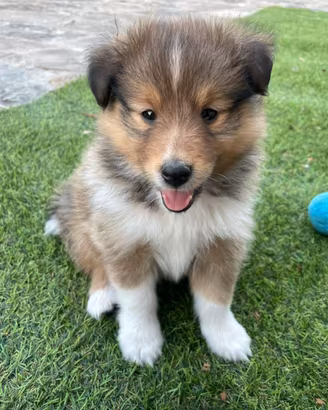 Cuccioli di Shetland sheepdog