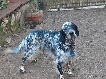 Cane setter inglese