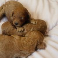 Barboncino Toy pedigree ENCI