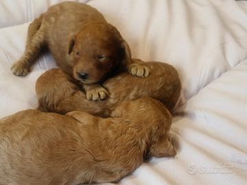 Barboncino Toy pedigree ENCI