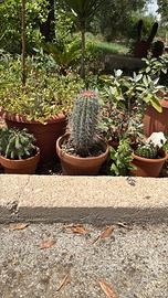 Cactus