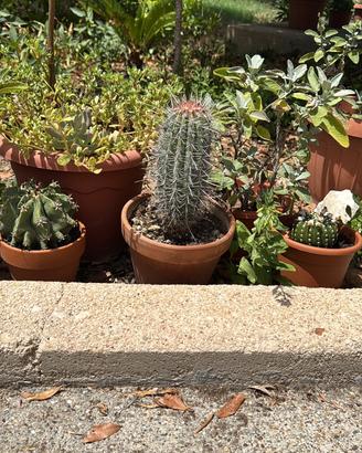 Cactus