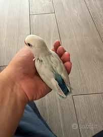 Inseparabili allevati a mano