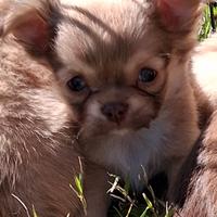 Cuccioli piccola taglia