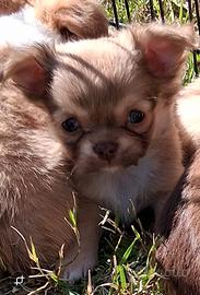 Cuccioli piccola taglia