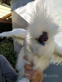 Gallo razza moroseta