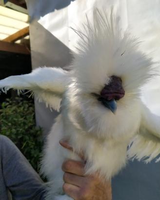 Gallo razza moroseta