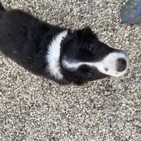 Cucciole border collie