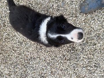 Cucciole border collie