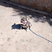 Bulldog francese 12 mesi per monta