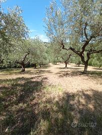 Terreno di Ulivi+ Roulotte e Capanno