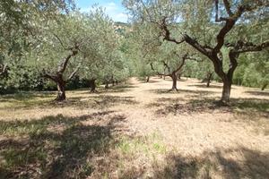 Terreno di Ulivi+ Roulotte e Capanno