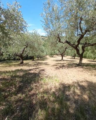 Terreno di Ulivi+ Roulotte e Capanno