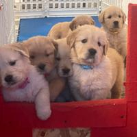 Cuccioli di Golden Retriever Americani