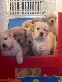 Cuccioli di Golden Retriever Americani