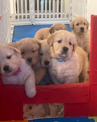 Cuccioli di Golden Retriever Americani