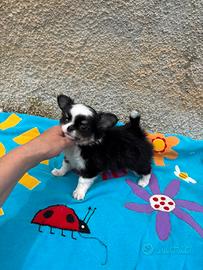Chihuahua da mostra