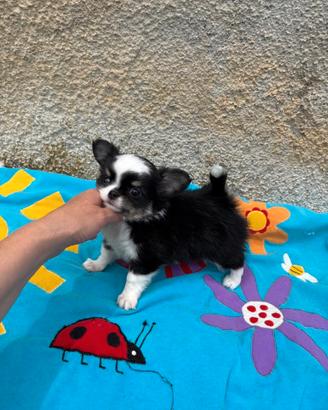 Chihuahua da mostra