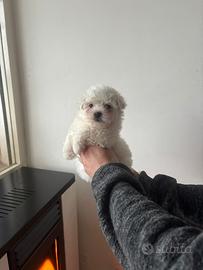Maltipoo