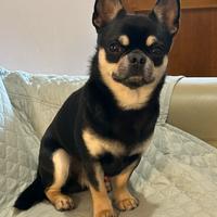 Chihuahua maschio per accoppiamento
