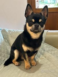 Chihuahua maschio per accoppiamento