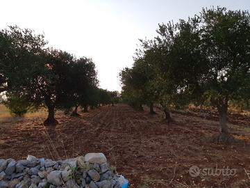 Terreno agricolo con alberi di ulivo