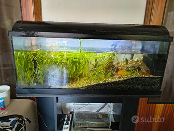 acquario 