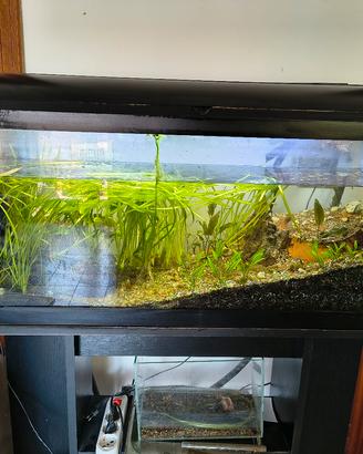 acquario 