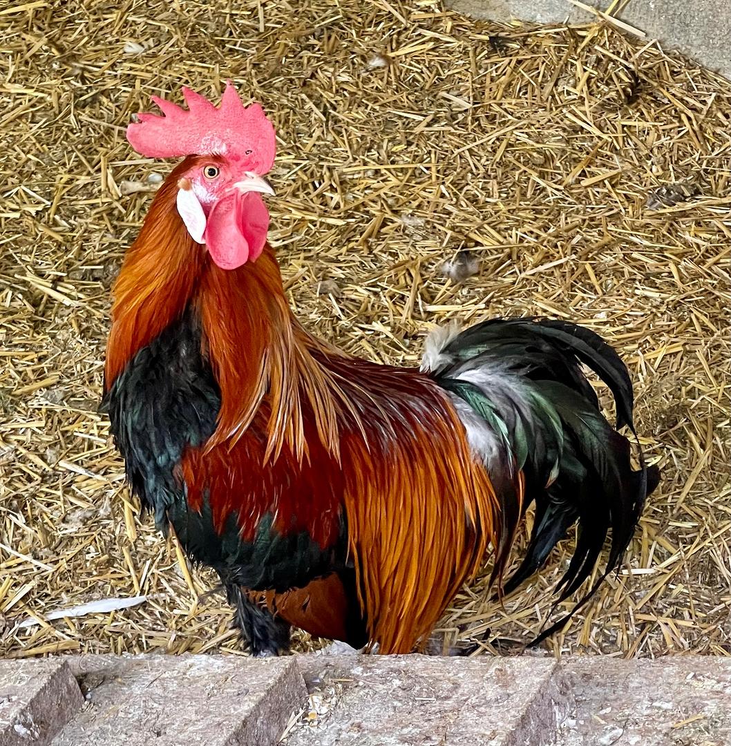 galletto australorp nero