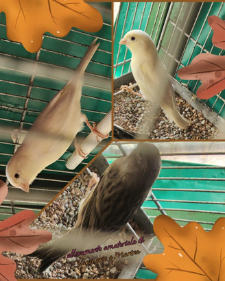 Canarini coppia