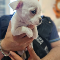 Chihuahua (bianchi)