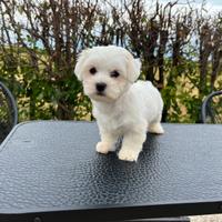 Maltese toy