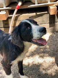Cucciolo simil springer salvaaare