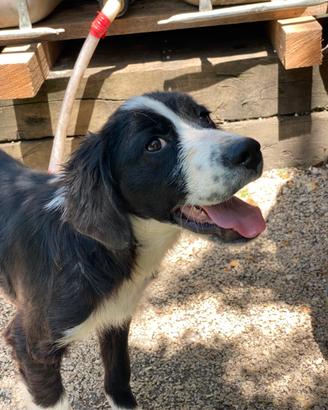 Cucciolo simil springer salvaaare