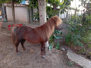 Mini Pony Falabella