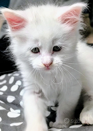 Cuccioli di Maine Coon