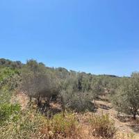 SANT'ANNA ARRESI uliveto con 1500 piante