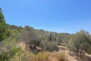 SANT'ANNA ARRESI uliveto con 1500 piante