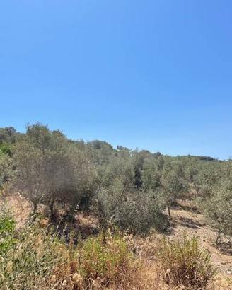 SANT'ANNA ARRESI uliveto con 1500 piante