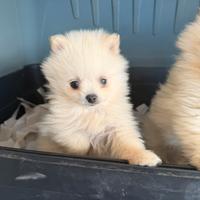 Spitz pomerania mini toy