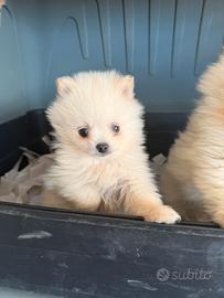 Spitz pomerania mini toy