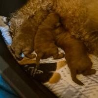 STUPENDE cucciole barboncino toy red