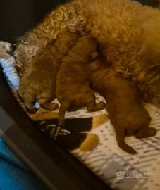 STUPENDE cucciole barboncino toy red