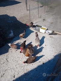 galline ornamentali 