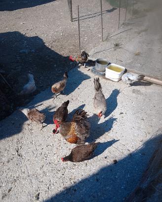 galline ornamentali 